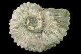 Bumpy Ammonite (Douvilleiceras) Fossil - Madagascar #160368-1